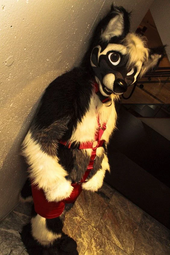 wolfangcerberus, looking at viewer, indoors, standing, solo, male, male only, 1boy, furry, collar, harness, black eyes, fursuit, dog